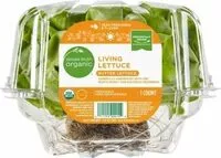 Mängden socker i Living butter lettuce