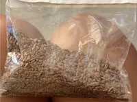 Mängden socker i Flax seeds