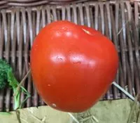 Mängden socker i Tomates