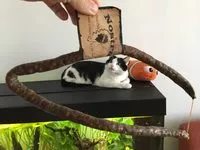 Mängden socker i Nostra finarellu