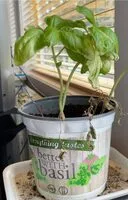 Mängden socker i Basil