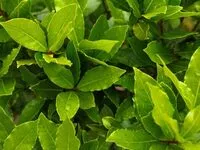 Mängden socker i Lorbeerblätter