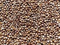 Mängden socker i Koriander