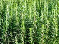 Mängden socker i Rosmarin