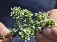 Mängden socker i Berg-Oregano