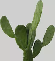 Mängden socker i Nopales (Cactus)