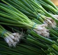 Mängden socker i Leek Bulb and leaf