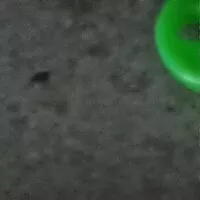 Mängden socker i Filet mignon de porc