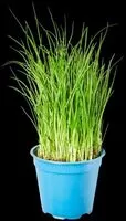 Mängden socker i ALDI GUT BIO Bio-Kräutertopf Schnittlauch Deutschland Niederlande kontrolliert ökologische Erzeugung 1.11€ **