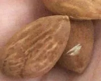 Mängden socker i Amandes decortiquees