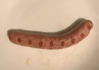 Mängden socker i Saucisse nature de volaille biologique