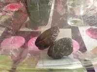 Mängden socker i Dattes Medjoul