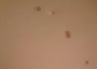 Mängden socker i Provolone piquant