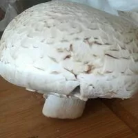 Mängden socker i Champignon Blanc a farcir