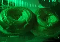 Mängden socker i Paris brest