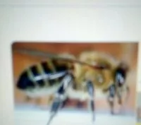 Mängden socker i Test 2