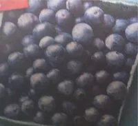 Mängden socker i Myrtilles sauvages