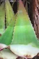 Mängden socker i Aloe Vera bio