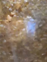 Mängden socker i Tarte au miel,amandes et angelique