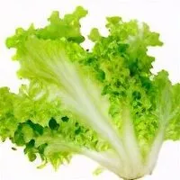 Mängden socker i Green Leaf Lettuce