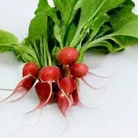 Mängden socker i Radishes