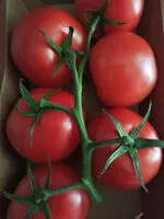 Mängden socker i Rispentomaten