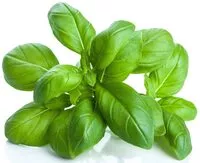 Mängden socker i Basilikum