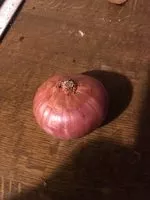 Mängden socker i Bio-Schalotten