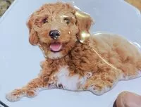 Mängden socker i Shortbread cookies