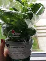 Mängden socker i Bio Basilic