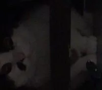 Mängden socker i Sus Amogus