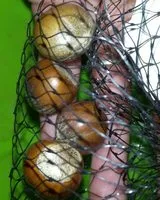 Mängden socker i Noisettes