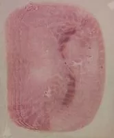 Mängden socker i Prosciutto cotto scelto