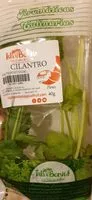Mängden socker i Cilantro