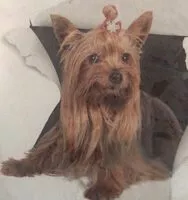 Mängden socker i Comida para perros