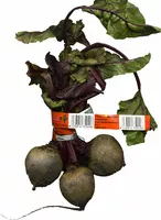 Mängden socker i Remolacha