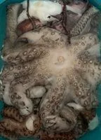 Mängden socker i Poulpe