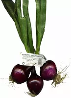 Mängden socker i Cebolleta roja