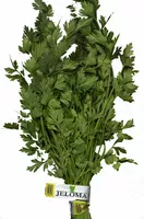 Mängden socker i Perejil fresco