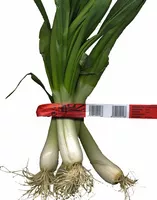 Mängden socker i Cebolla