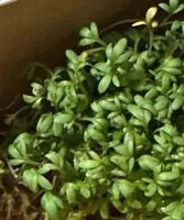 Mängden socker i Tuinkers