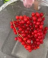 Mängden socker i Redcurrants