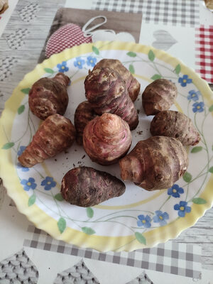 Jerusalem artichoke